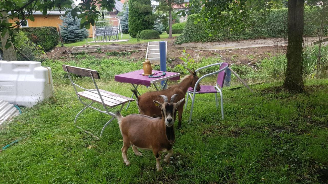 Zimmervermietung Zahn Baalberge Экстерьер фото